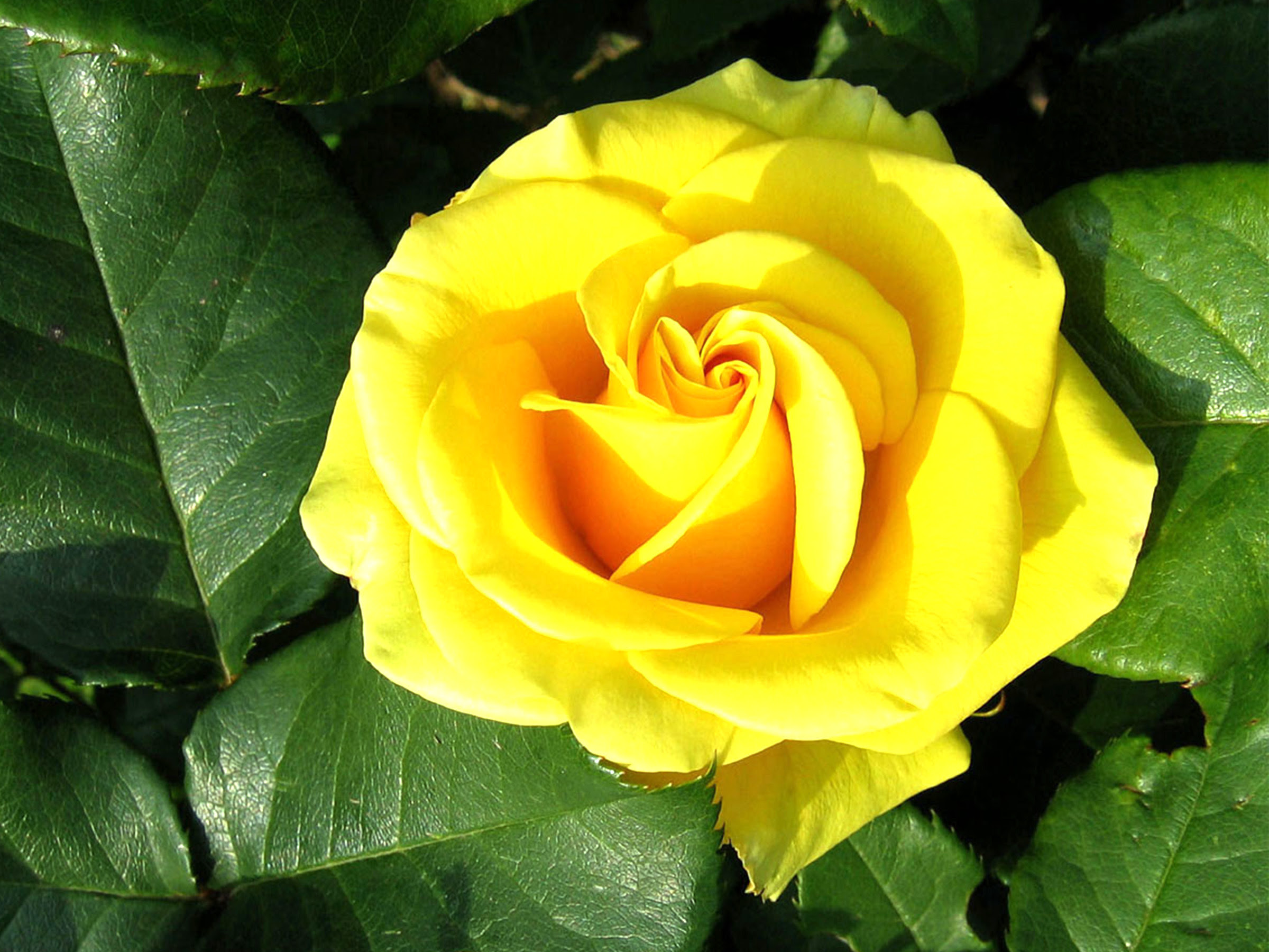 free green rose wallpaper 2400x1800 hd 1080p