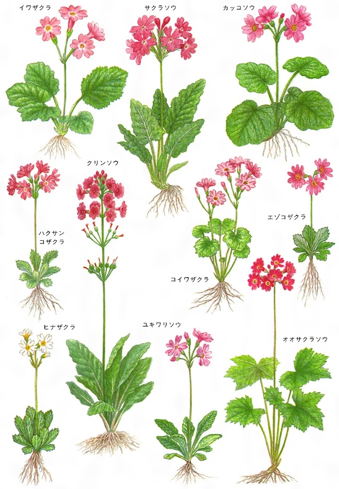 Primula Sieboldii サクラソウ 未公開 Ncq 日本ことど量子もつれ