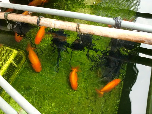 Gambar Baru 画像をダウンロード 金魚 産卵床 ビニール紐 金魚 産卵床 ビニール紐