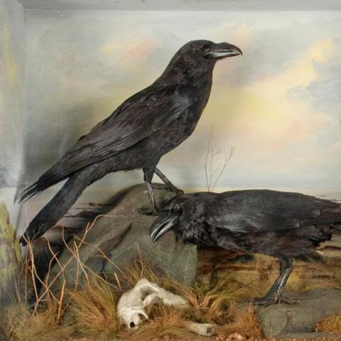 Two taxidermy ravens presented as if in their natural habitat