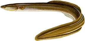 American Eel