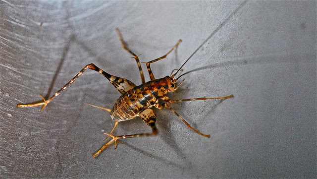 This contributes to the ease of grazing on plants, which may include fungi in humid places such as fish walls, wet floors. Camel Cricket Cliff Notes Your Wild Life