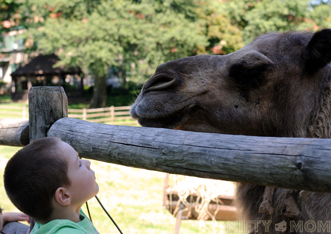 From the going on the deer park safari to seeing an animal show to enjoying beer and food in the grants farm. A Day At Grant S Farm In St Louis Mo Nifty Mom