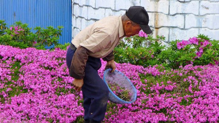 Người đàn ông Nhật Bản trồng cánh đồng hoa khổng lồ tặng vợ mù