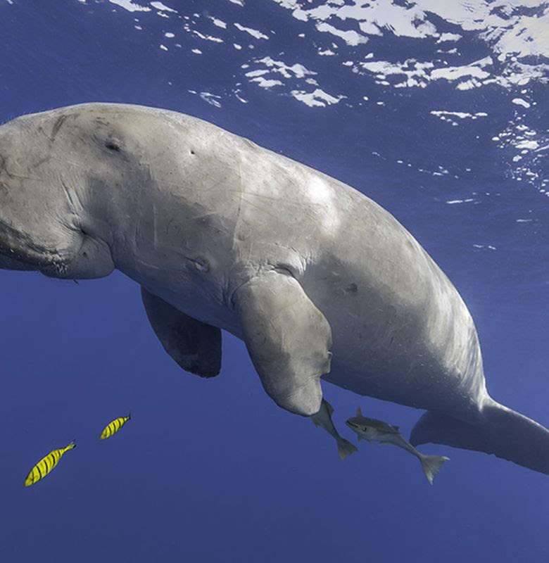  Gambar  Hewan  Laut Dugong