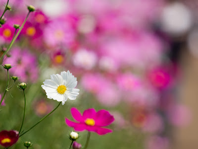 √ダウンロード 花 スマホ 壁紙 おしゃれ 277510-スマホ 壁紙 おしゃれ 花