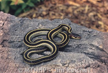 When cornered, this snake often flattens its head and body and tries to strike. Common Gartersnake Montana Field Guide