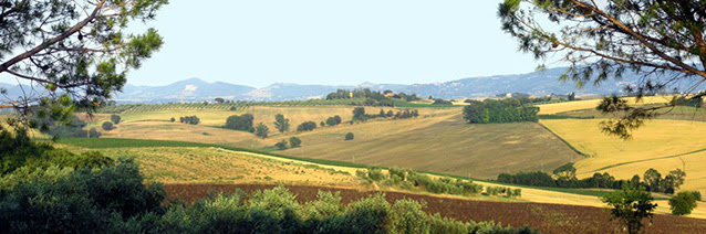 Image of Umbria, Italy: A vast landscape of trees, bushes, and yellow grasses with mountain terrain in the background.