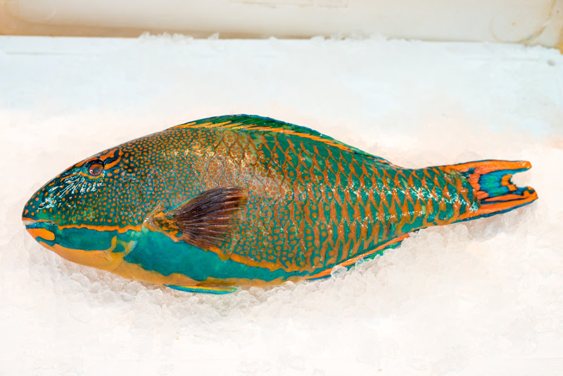 50 ブダイ 魚 最高の花の画像
