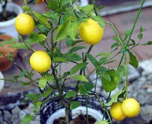 すべての美しい花の画像 綺麗なレモン 育て方 鉢植え 室内