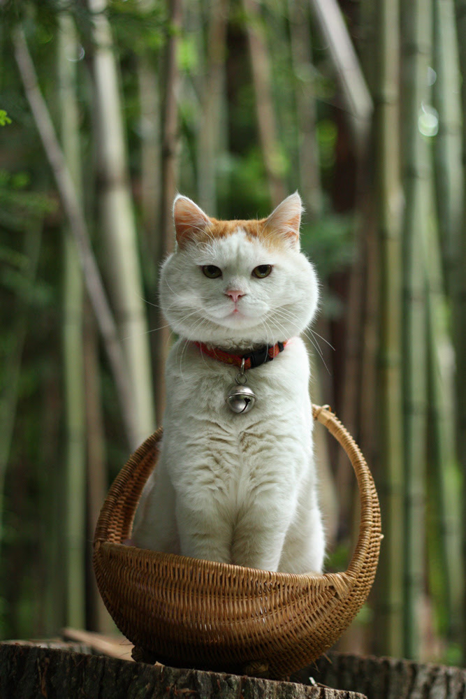50 かご猫シロ 壁紙 無料のhd壁紙 Joskabegami