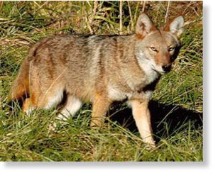 Coyote_picture.jpg