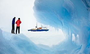 The_Australasian_Antarcti_011.jpg