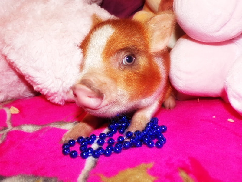 We are ampa registered mini pig breeders. Teacup Mini Pig For Sale Peewee Piglet