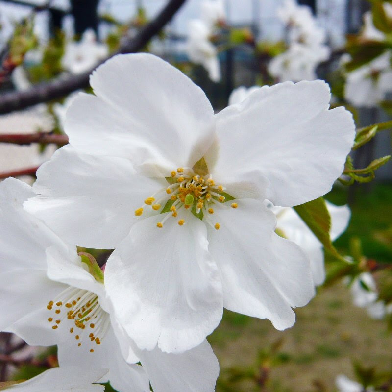 50 桜 花びら 枚数 最高の花の画像