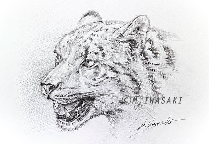 ベスト50 動物 リアル イラスト 鉛筆 最高の動物画像