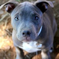 We want our puppy pitbulls to have big heads, big bone, big bodies, and big hearts. Michigan Pit Bull Rescue Adoptions Rescue Me