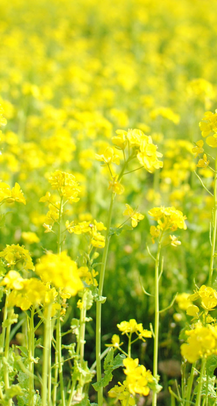 トップ100菜の花 壁紙 最高の花の画像