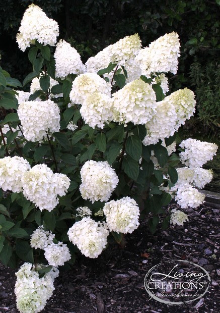 Hours, address, garden hydrangeas reviews: Hydrangea Silver Dollar