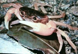 サワガニの飼い方 繁殖方法や生態 特徴 雌雄判別から販売店紹介まで 里海 伊勢志摩鳥羽の自然と観光