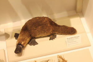 Baby Duck Billed Platypus Images Images Slike