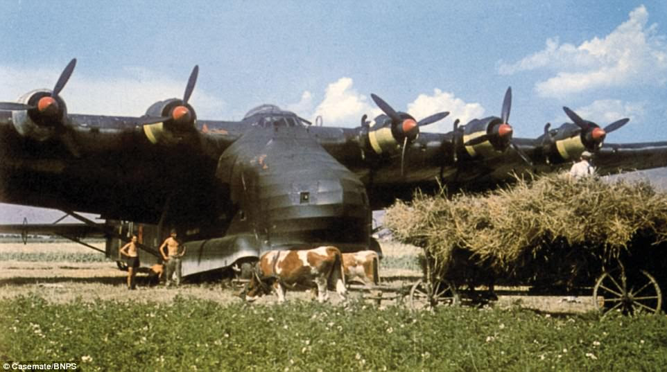 A Messerschmitt Me 323 Gigant shares its landing strip with cows somewhere in Russia in 1942. The Gignat was the largest land-based transport plane used during the war, and designed to carry vehicles during the planned invasion of the UK 