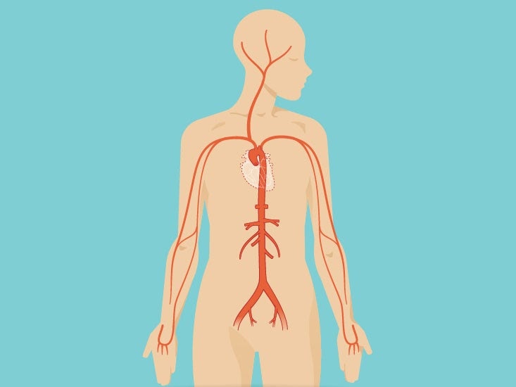 What Organ Is Located In The Lower Back : Lower Left Back ...