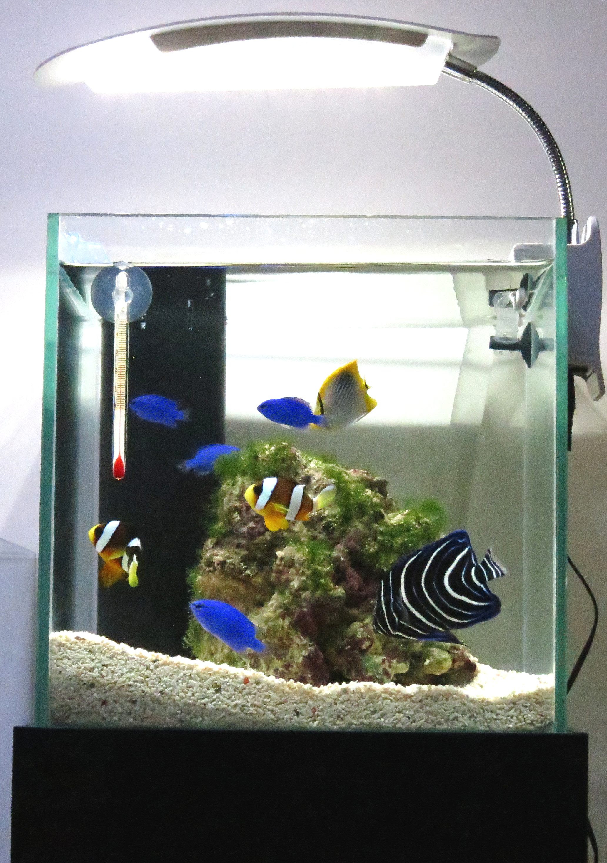 Apictnyohfgph 画像をダウンロード 海水 水槽 小型 海水 水槽 小型魚