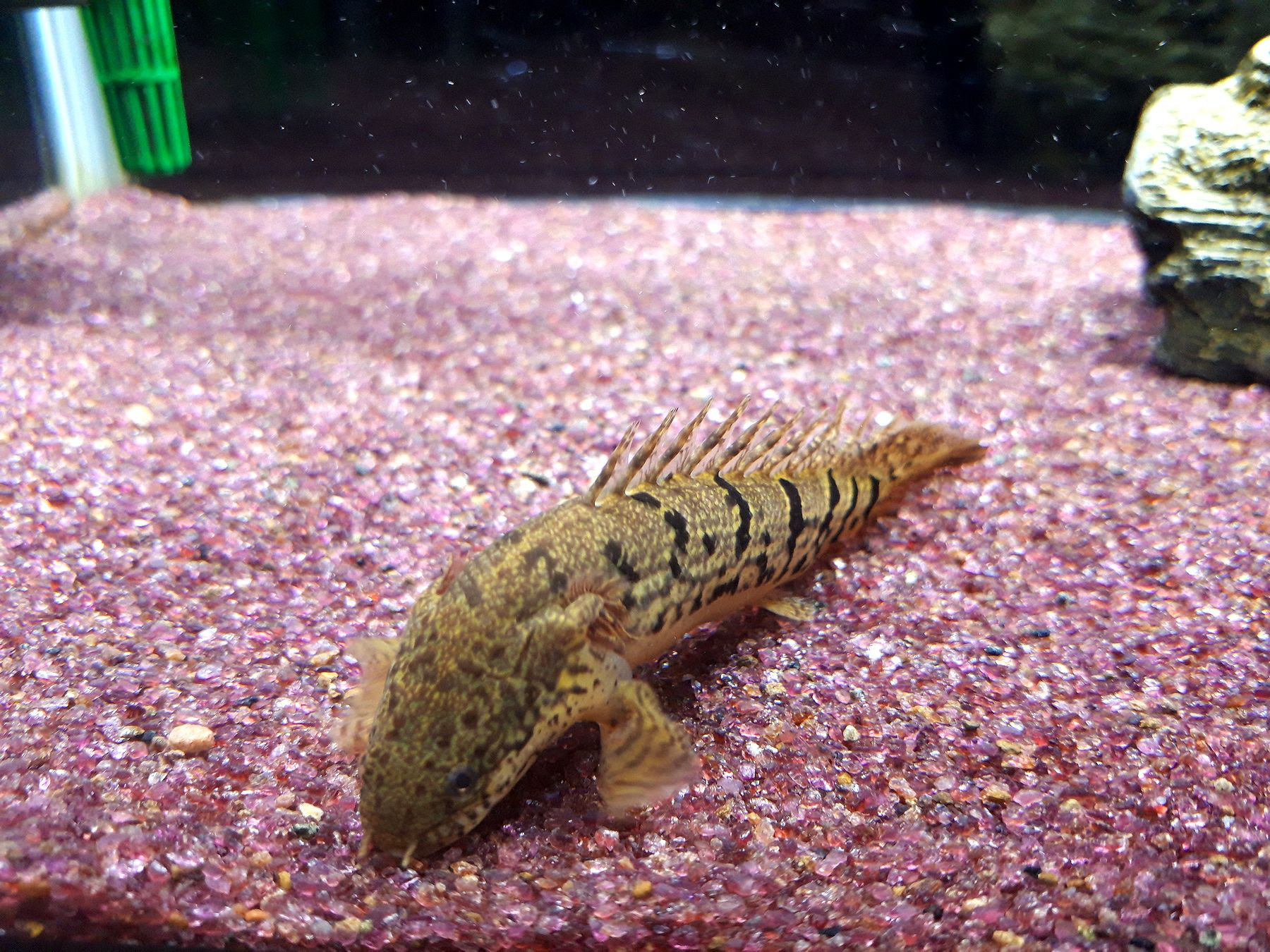 ユニークポリプテルス 飼育 すべての魚の画像