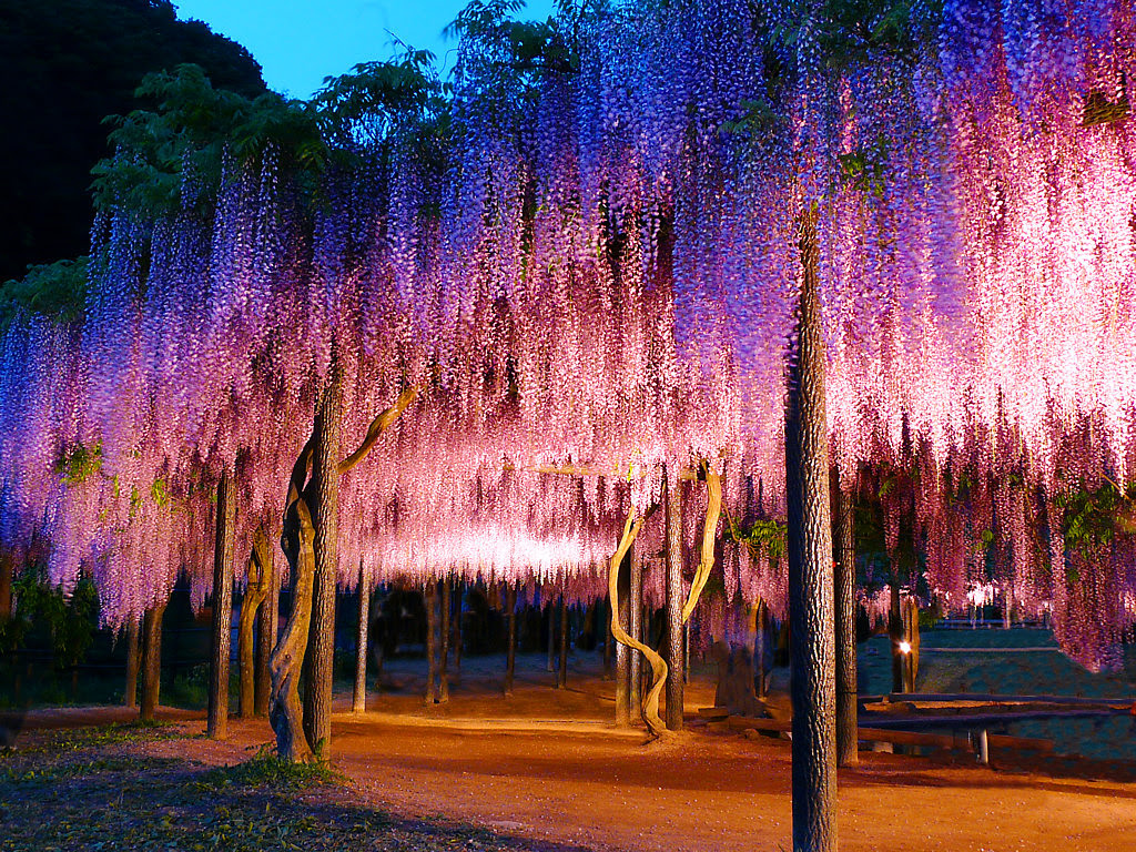 すべての花の画像 ぜいたく壁紙 藤の花