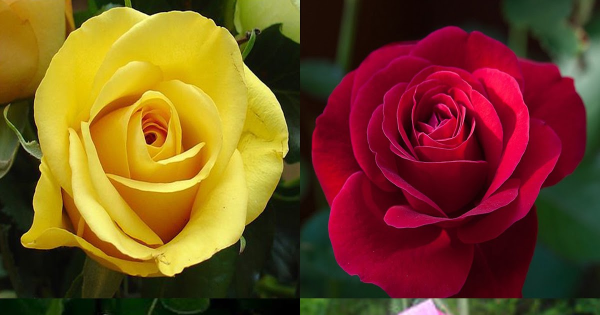 Paling Bagus 14 Bunga  Mawar Putih  Dan Kuning Gambar 