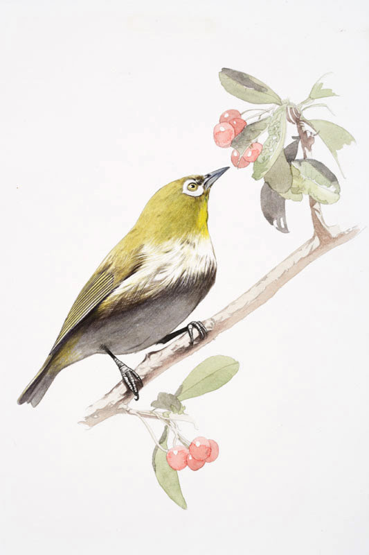 トップ100 鳥 リアル イラスト 無料イラスト集
