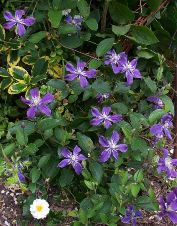 Check spelling or type a new query. Clematis Arabella