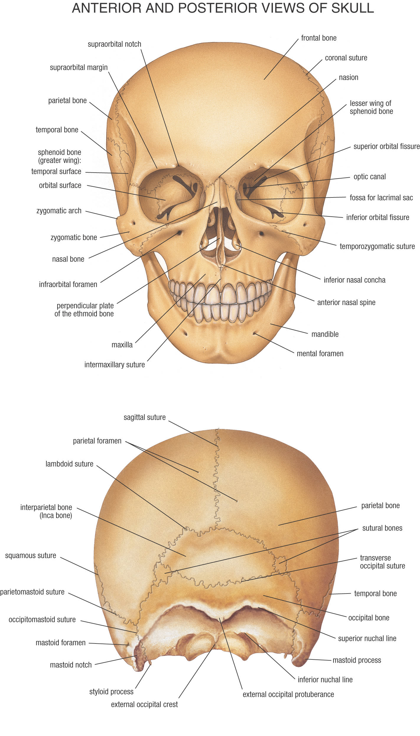 The skull has evolved to be as lightweight as possible while offering the maximum amount of support and protection. Hb Anatomy Skull