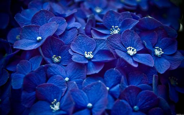 すべての美しい花の画像 75 スマホ 青 壁紙 綺麗