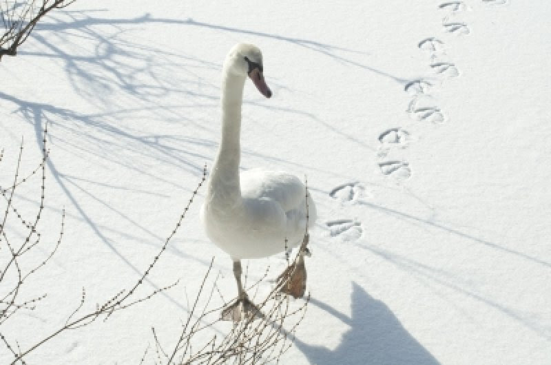 Tierspuren im frisch gefallenen schnee sind so etwas wie die tageszeitung der natur. Tierspuren Im Schnee Mamiweb De