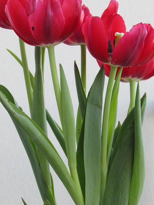 Ide Istimewa Gambar Bunga Tulip Asli, Motif Baru!