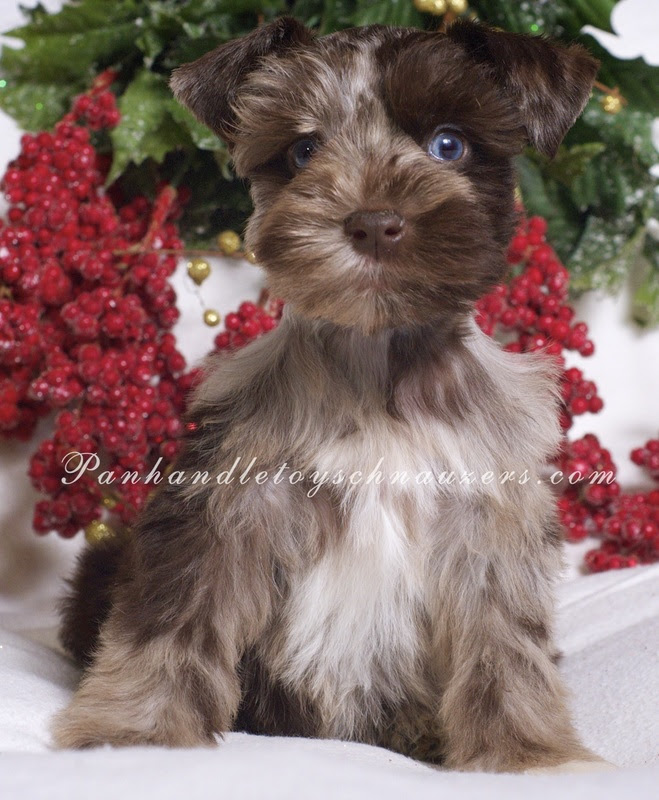 Toy Schnauzer Puppies For Sale In Ohio Toywalls