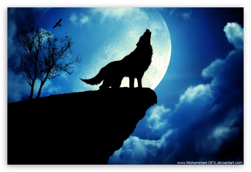 wolf wallpaper 4K HD Desktop Wallpaper for