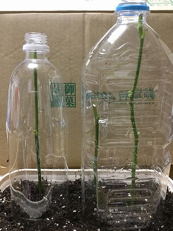 Apictnyohfvsd バラ 挿し木 水栽培 バラ 挿し木 水栽培