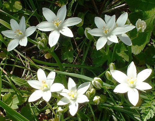 Fiori di campo invitata ad intervenire i…. Terra E Identita Il Giglio Di Campo La Stella Di Betlemme Nenanews