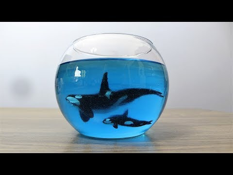 Orca Fish Bowls & EXTRA DIORAMA PROJECTS