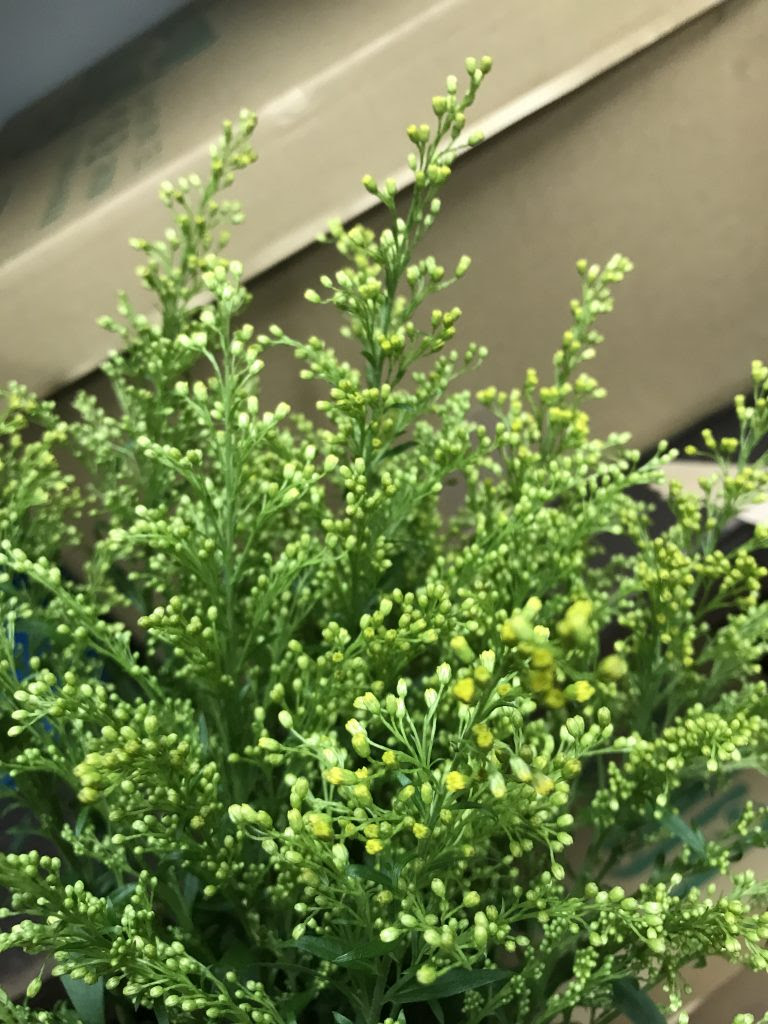 50 ソリダコ 花 言葉