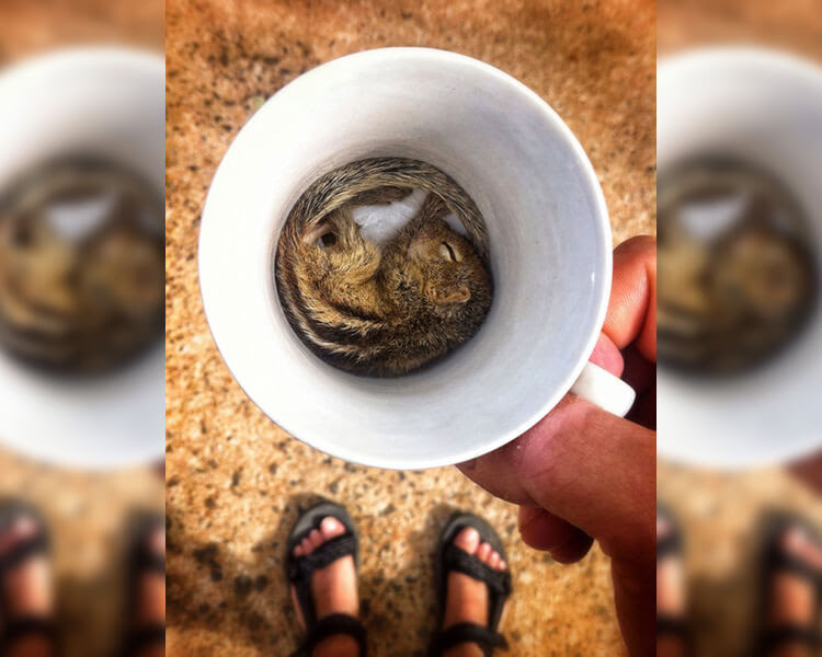 http://www.giveitlove.com/wp-content/uploads/2019/01/chipmunk-in-cup-50655.jpg