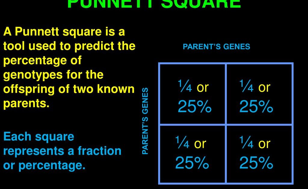 What Is A Punnett Square And Why Is It Useful In Genetics ...