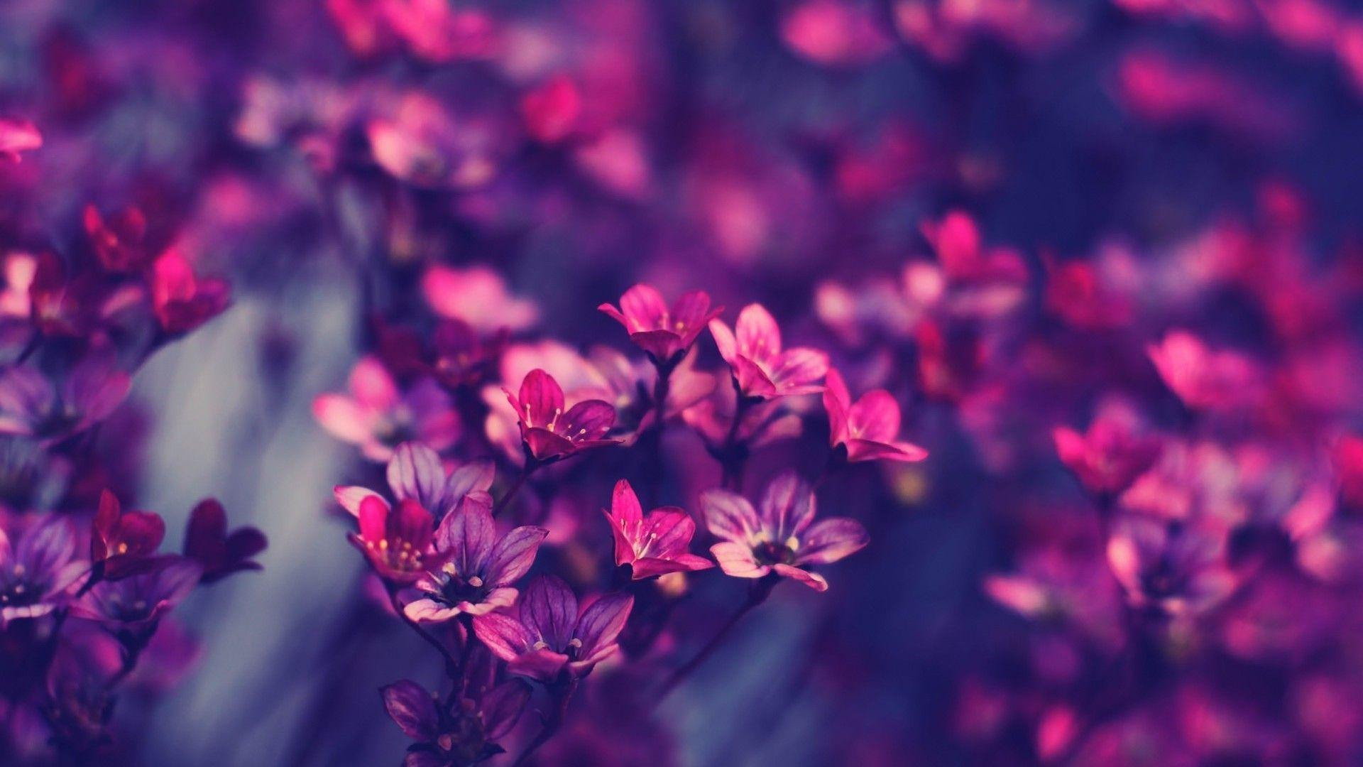Flower Wallpaper Hd Full Screen Donna145