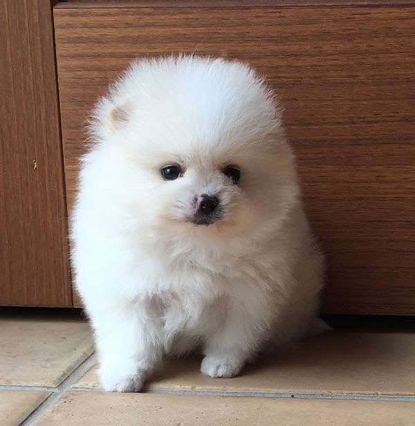 100以上 保護 犬 ポメラニアン 保護 犬 小型 犬 ポメラニアン ブラッククローバー アニメ画像