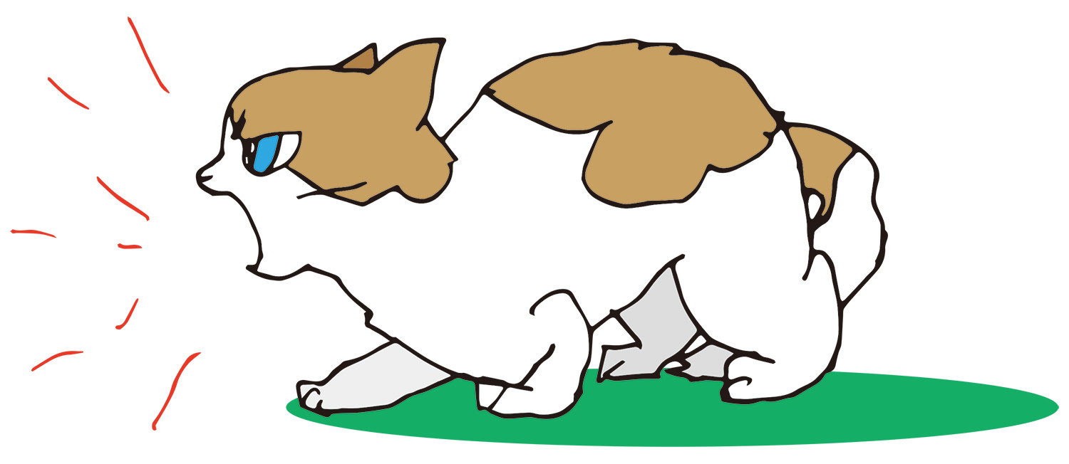 Hd限定猫 威嚇 イラスト アニメ画像