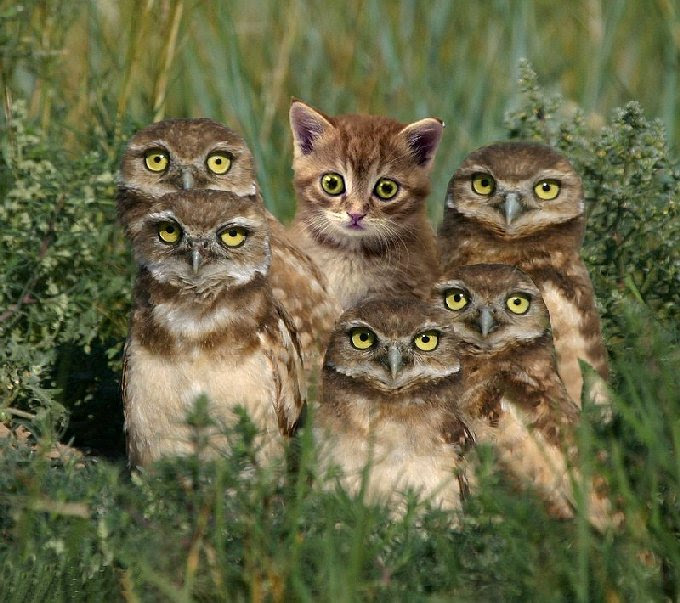 ここからダウンロード フクロウ 面白 画像 最高の画像画像
