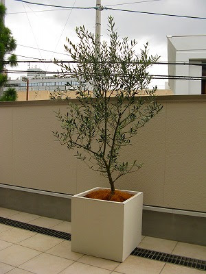 最高かつ最も包括的なベランダ 木 鉢植え すべての美しい花の画像